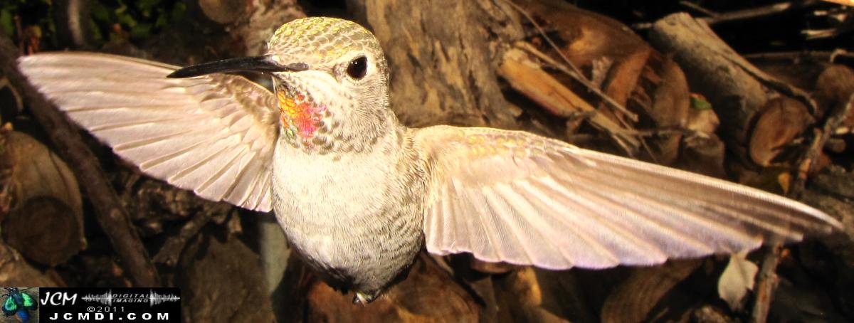 Hummingbird photo captured from Robo-Cam Motion Detection at JCMDI.COM